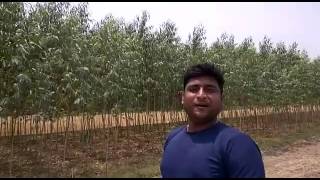 Eucalyptus Plants Supplier Eucalyptus Farming Hybrid Clone eucalyptus eucalyptusfarming plant [upl. by Crim]