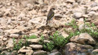 Arabian Goldenwinged Grosbeak [upl. by Attela864]