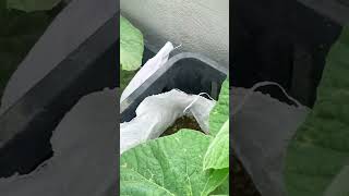 How to grow Bottle gourds super easy for wrong fruits anyone can do it [upl. by Ijat190]