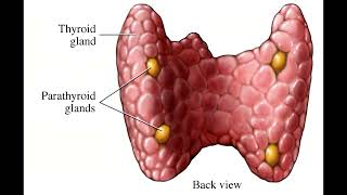 STOP Ignoring These Primary Hyperparathyroidism Symptoms You Wont Regret It [upl. by Atniuqal]