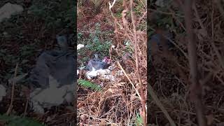 Layby 8 miles from Fort William filthy scumbags littering and spoiling nature [upl. by Dee214]