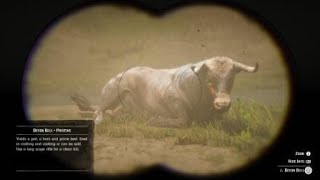 Red Dead Redemption 2  RDR2  DEVON BULL  LOCATION  ZOOLOGIST 15 [upl. by Ardnayek]