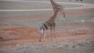 Giraffe Birth at Monarto Zoo [upl. by Jimmy422]