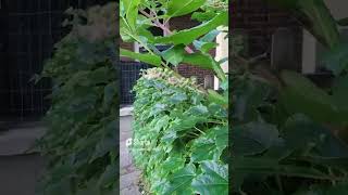 WHERE DID THE INDIAN POKEWEED IN MY YARD COME FROM shorts natural history plants medicinal [upl. by Valencia]