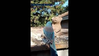 Breakfast Time California Scrub Jay [upl. by Ohcirej]