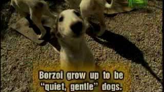 Breed All About It  Borzoi [upl. by Jacques]