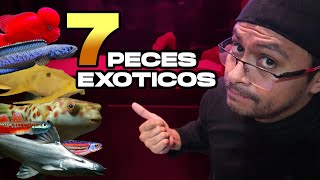 7 Peces Exóticos de agua dulce muy hermosos [upl. by Arit]