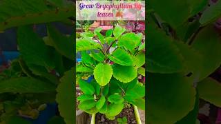 Grow Bryophyllum Plant From Leaf shortseasy way bryophyllumpropagationshortsfeednewshorts [upl. by Nnahaid]