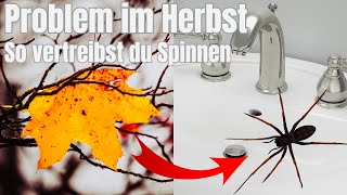 Spinnen vertreiben im Herbst Mit DIESEN Hausmitteln kommt KEINE SPINNE mehr ins Haus Spinnenfrei [upl. by Dnamron]