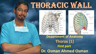 1 Thoracic wall first Part [upl. by Riffle]