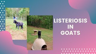 LISTERIOSIS IN GOATS Putting our herd sire to rest [upl. by Sydelle]