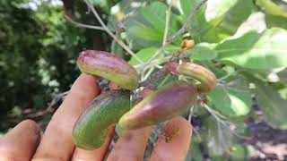 EP66 ESPAVEL o MARAÑON SILVETRE  Estos arboles monstruosos producen un delicioso fruto comestible [upl. by Scholz]