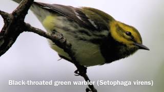 The Sights and Sounds of Migrating Warblers [upl. by Wilkinson]