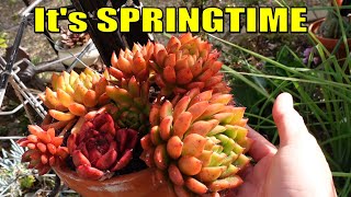 My List of Over 500 Echeveria  Vlog 144 Succulents amp Coffee with Liz [upl. by Fugate728]