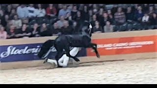 OMG I hope this ends well Teun 505 stallion inspection 2019 Friesian horse [upl. by Townsend]