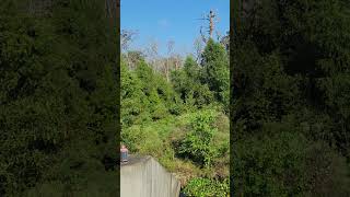 Beautiful trees on Henderson Bayou near Gonzales La [upl. by Pownall]