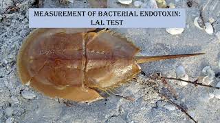 Endotoxin testing  BET  LAL test [upl. by Rheingold]