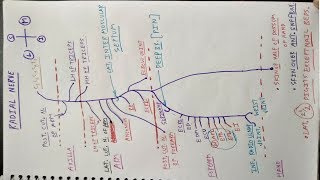 How to draw Radial Nerve  Part 1  Triceps brachii Extensor Compartment of Forearm  Chart  TCML [upl. by Nbi]