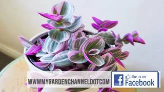 Best Houseplants for Easy Care houseplants and Beauty Pink Nanouk Tradescantia easy houseplants [upl. by Brooking]