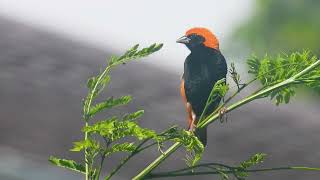 Zanzibar red bishop  4KUHD Short  WILDLIFE VIDEO African Birds  With Nikon P1000 [upl. by Nelra]