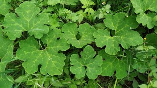 Fig Leaf Gourd Cucurbita ficifolia Fruit Foraging on Tenerife [upl. by Miriam372]