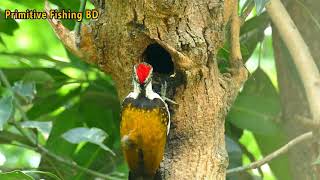 Woodpecker Birds Makes Nest In The Tree [upl. by Godred]