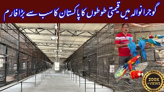 Biggest Macaw Breeding Farm in Gujranwala Pakistan Scarlet Blue Gold Red amp Green wing Zubair Anwer [upl. by Hoy]