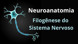 FILOGÊNESE DO SISTEMA NERVOSO [upl. by Attalie]