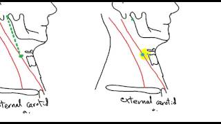 surface anatomy in neck DR SAMEH GHAZY [upl. by Akienaj]