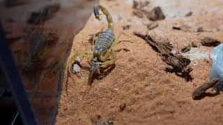 Deathstalker Scorpion catches stings and eats cricket warning live feeding [upl. by Akeyla73]