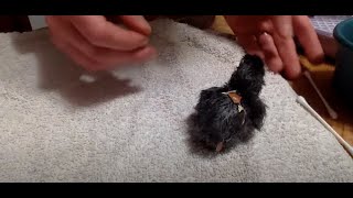 Caring for Chick with Unabsorbed Yolk Sac [upl. by Inez848]