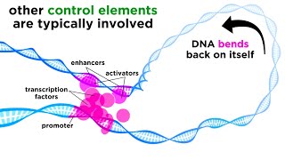 Regulation of Gene Expression Operons Epigenetics and Transcription Factors [upl. by Suiremed952]