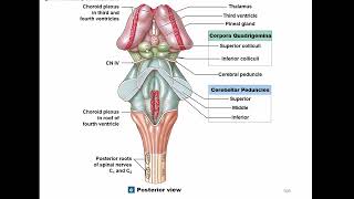 Diencephalon Brainstem Cerebellum [upl. by Fulvi]