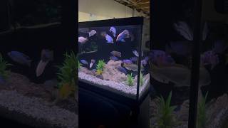 African Cichlid Display Tanks 😍 [upl. by Ijuy609]