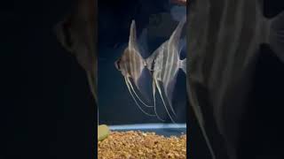 Angel Altum altum fishaquarium fishing angelfish [upl. by Darryn475]