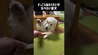 すっごくジレンマを抱えてる愛犬 グレートピレニーズ greatpyrenees ゴールデンレトリバー 癒し 愛犬 パーニーズ 犬のいる生活 大型犬パピー 可愛い グーニーズ [upl. by Eeluj]