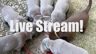 Lab Puppies LIVE STREAM  Puppy Cam Sept 01 [upl. by Nabe]