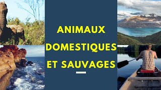 Les animaux domestiques et sauvages en français [upl. by Ettecul]