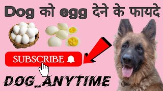 Benefits Of Giving Eggs To Dog  डॉग को अंडे देने के फायदे [upl. by Justicz95]