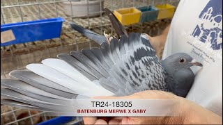 TR2418305 Batenburg Merwe x Gaby [upl. by Innavoj107]