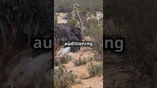 Bored Ostriches in Namib DESERT Share Their Secrets to Staying Alive [upl. by Eitnom407]