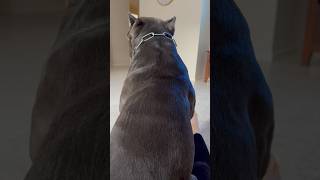 Why my Cane Corso sits like this dog youtubeshorts corsolove canecorso mastiff life big [upl. by Rosina]