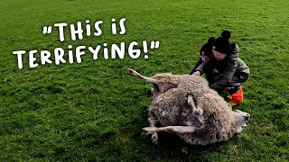 City kids save a sheep’s life  Lambing day 5 [upl. by Onairam]