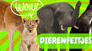 Dierenfeitjes  leren over dieren [upl. by Veejar]