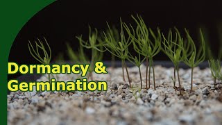 Tree seed germination methods [upl. by Allisirp467]