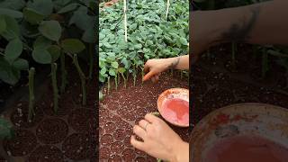 A wonderful technique for planting roses in the nursery [upl. by Arteid]