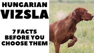 Before you buy a dog  HUNGARIAN VIZSLA  7 facts to consider DogCastTV [upl. by Aminta]