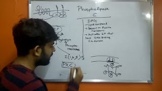 Phospholipase C  PLC beta  DiacylglycerolDAG  Inositol145triphosphate IP3 [upl. by Lacram]