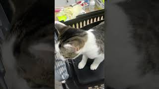 anthelmintic cat catlover animals kitten vetlove petvet cute vet vetlovers [upl. by Lejeune859]