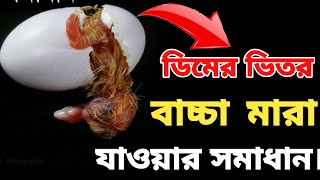 baby pigeon death in eggkobutorer dimer bhitor bacha mara jae kenoডিমের ভিতর বাচ্চা মারা যায় কেন [upl. by Roht120]